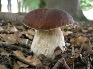 Geldersche Kasteelen Eekhoorntjesbrood-foto Ruud Knol