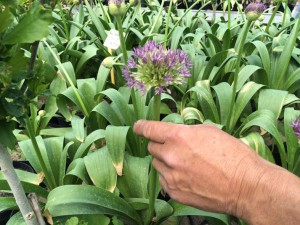 buxuskoning gratis alliumpot