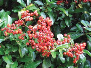 vuurdoorn_met_bessen