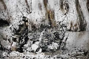 Broer van den Boom nominatie Zilveren Camera 2017-02-04 c